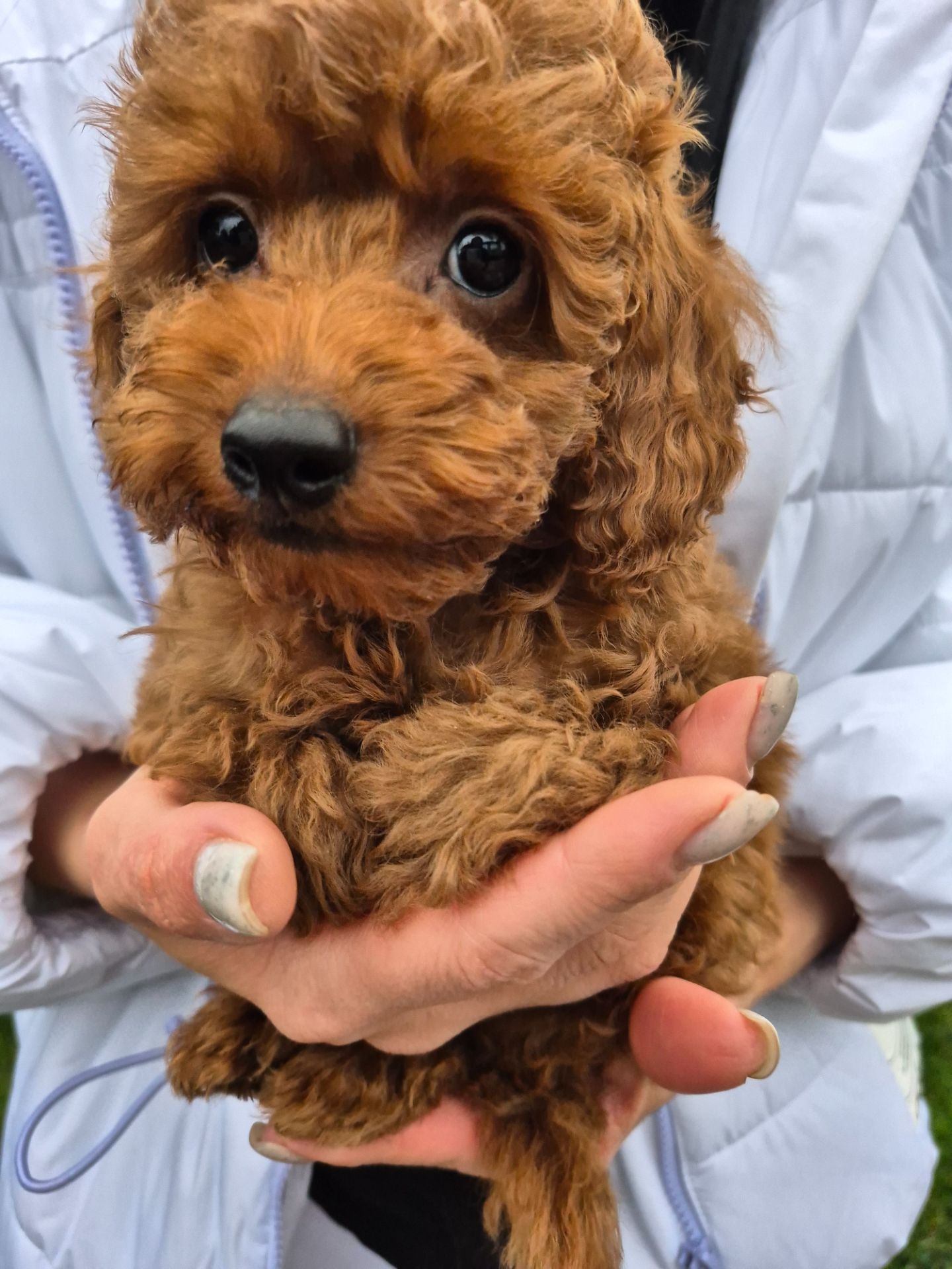 Цуценята той міні пудель