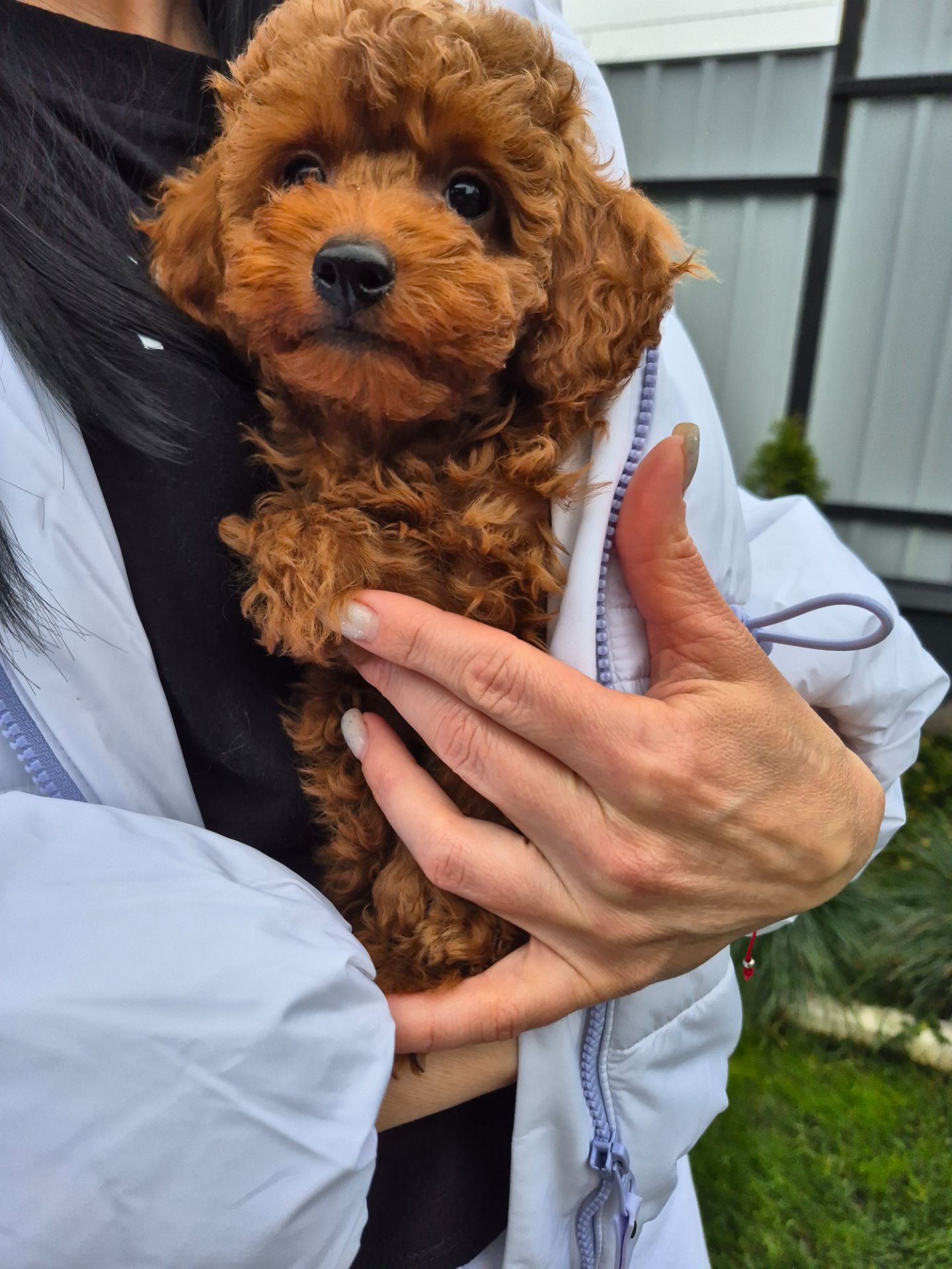 Цуценята той міні пудель