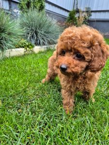 Цуценята той міні пудель