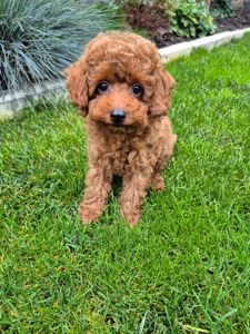 Цуценята той міні пудель