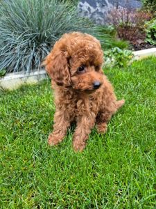 Цуценята той міні пудель