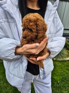 Цуценята той міні пудель