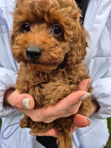 Цуценята той міні пудель