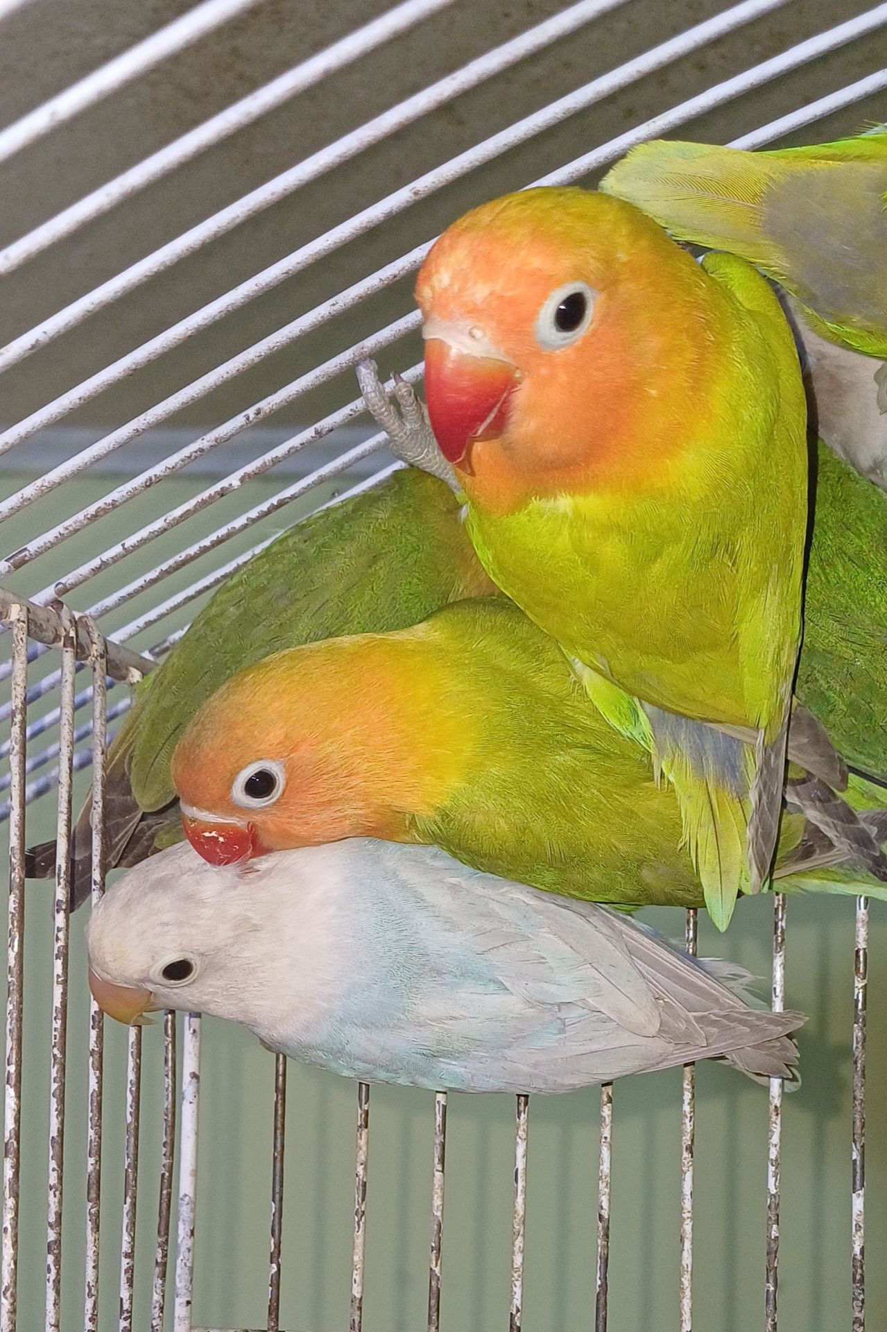 Зовсім молоденькі нерозлучники