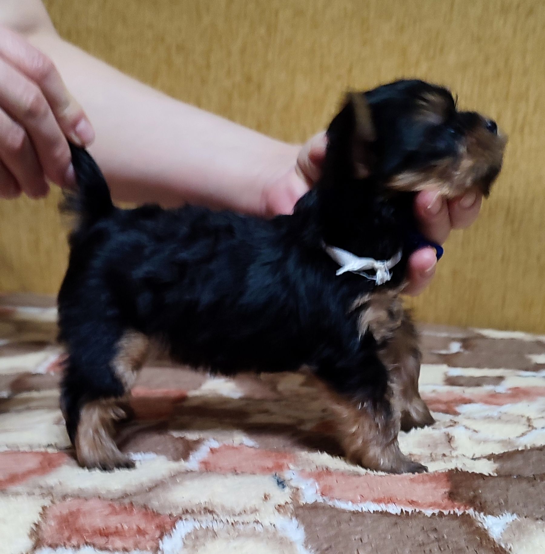 Цуценята йоркширський тер'єр