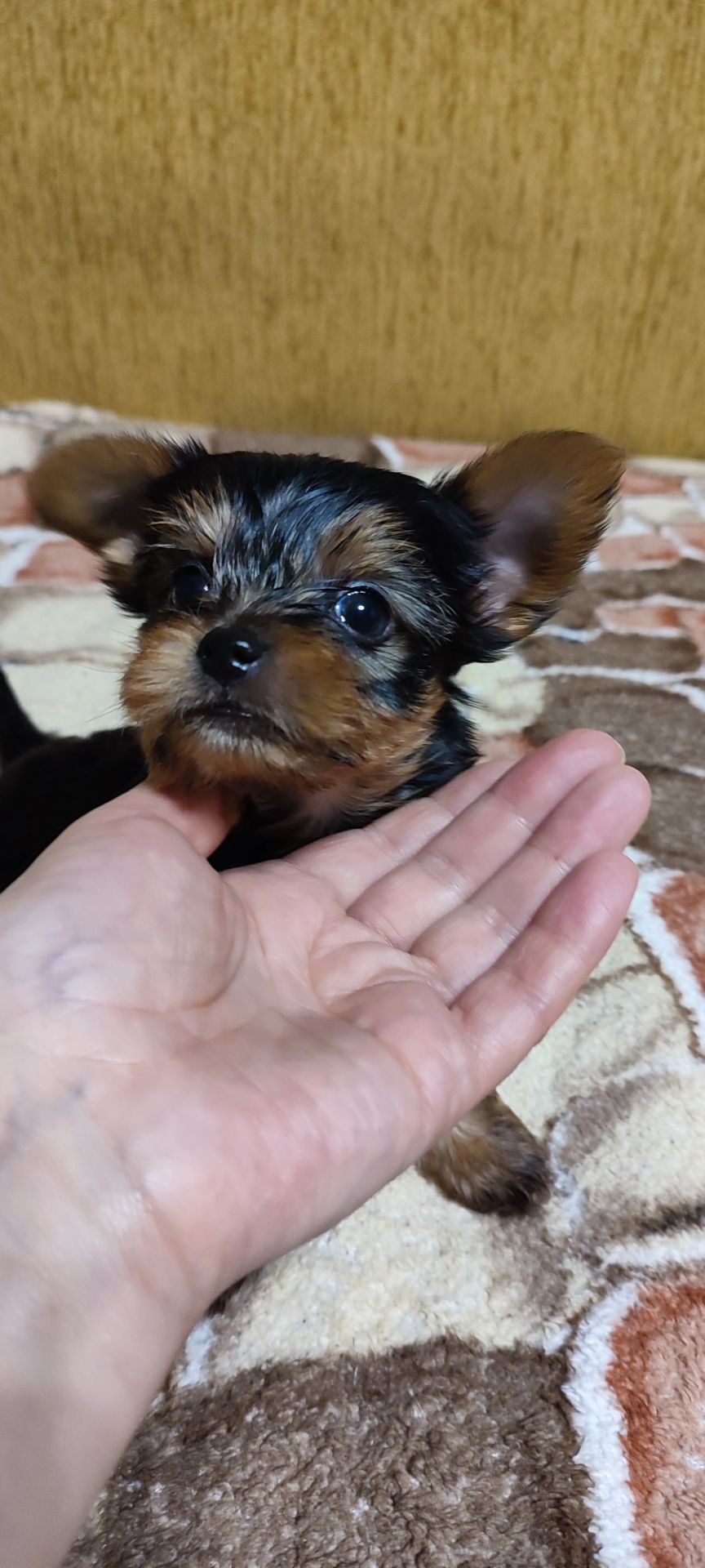 Цуценята йоркширський тер'єр