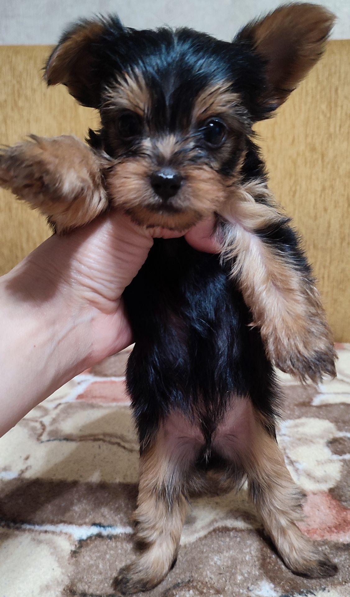 Цуценята йоркширський тер'єр