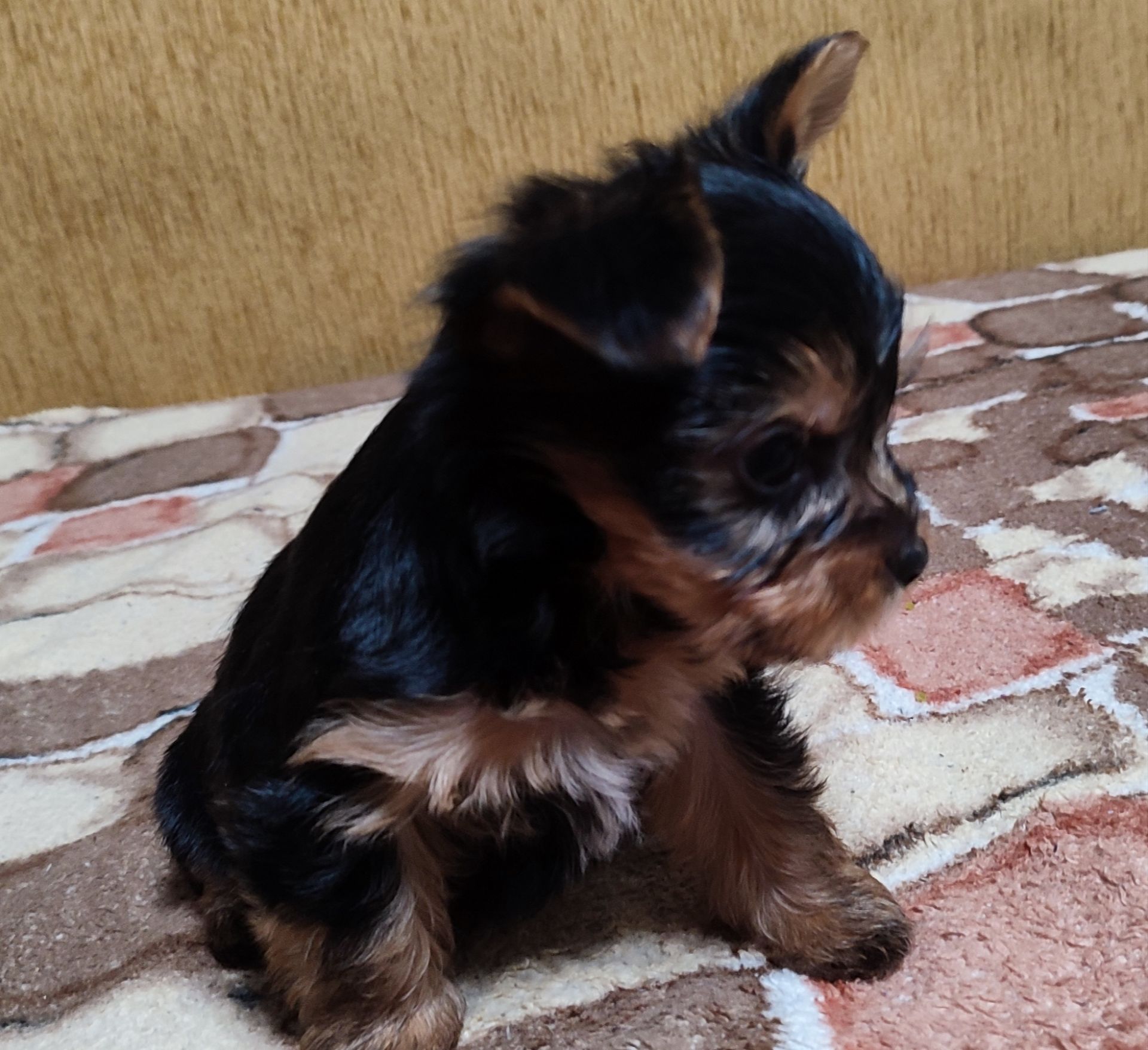 Цуценята йоркширський тер'єр