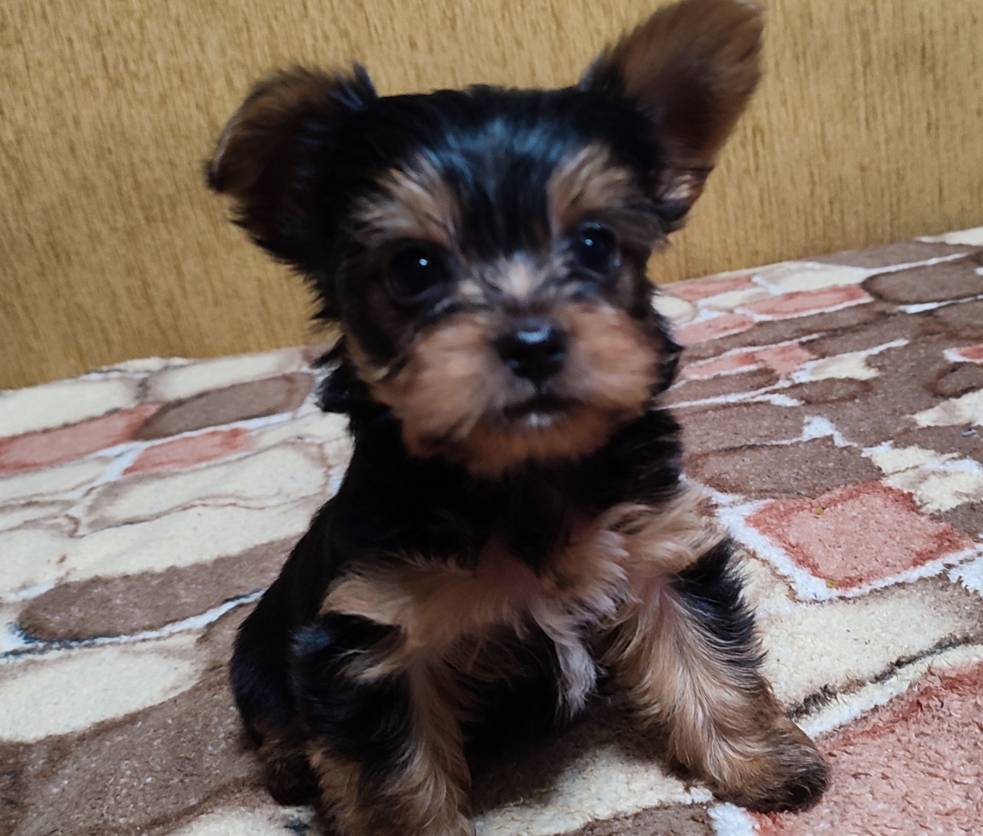 Цуценята йоркширський тер'єр