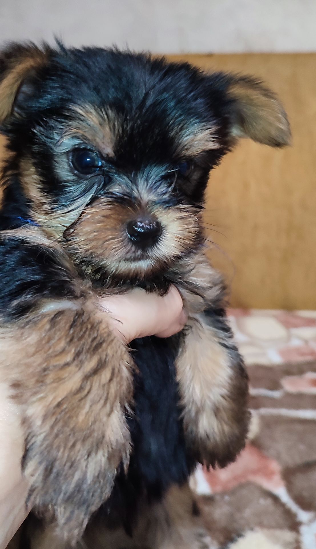 Цуценята йоркширський тер'єр