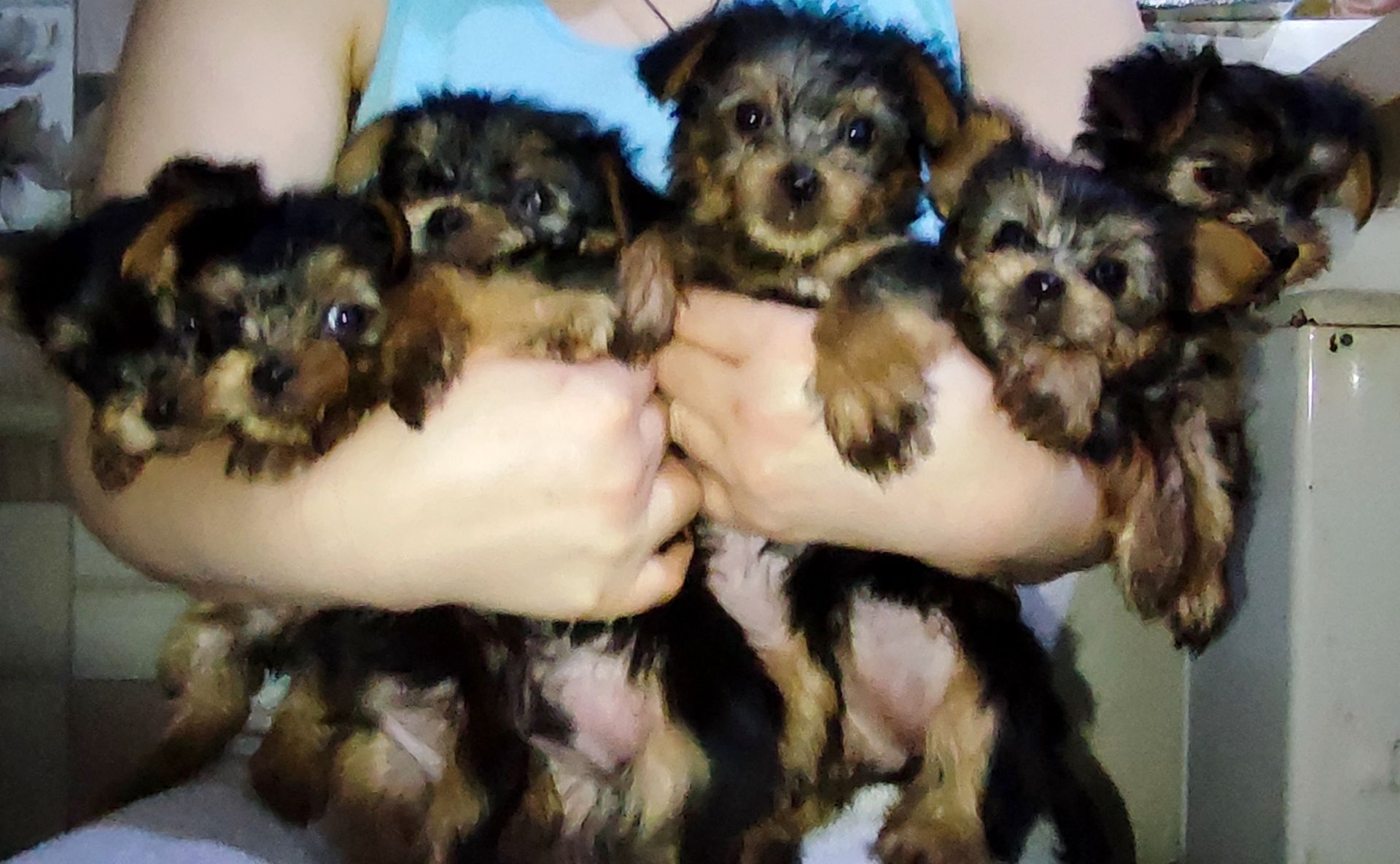 Цуценята йоркширський тер'єр