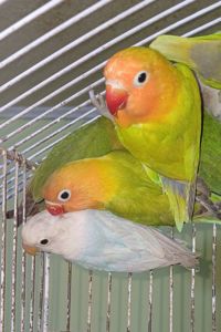 Зовсім молоденькі нерозлучники