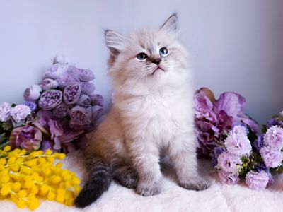 Шикарний клубний невський маскарадний хлопчик Byron