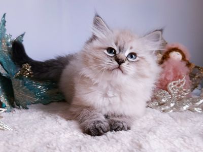 Шикарний клубний невський маскарадний хлопчик Byron