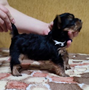 Цуценята йоркширський тер'єр