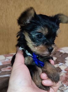 Цуценята йоркширський тер'єр