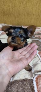 Цуценята йоркширський тер'єр