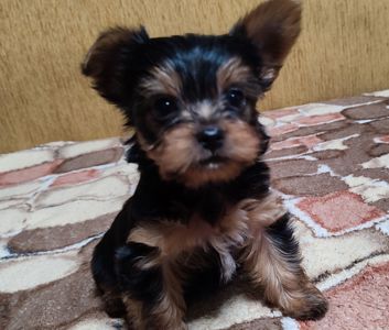 Цуценята йоркширський тер'єр