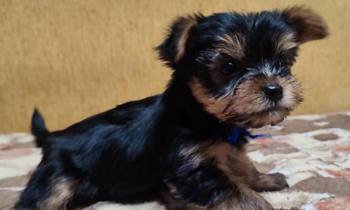 Цуценята йоркширський тер'єр