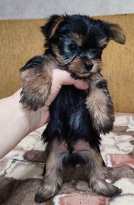 Цуценята йоркширський тер'єр