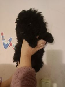 Мальтипу чорного кольору