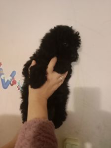 Мальтипу чорного кольору