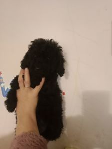 Мальтипу чорного кольору