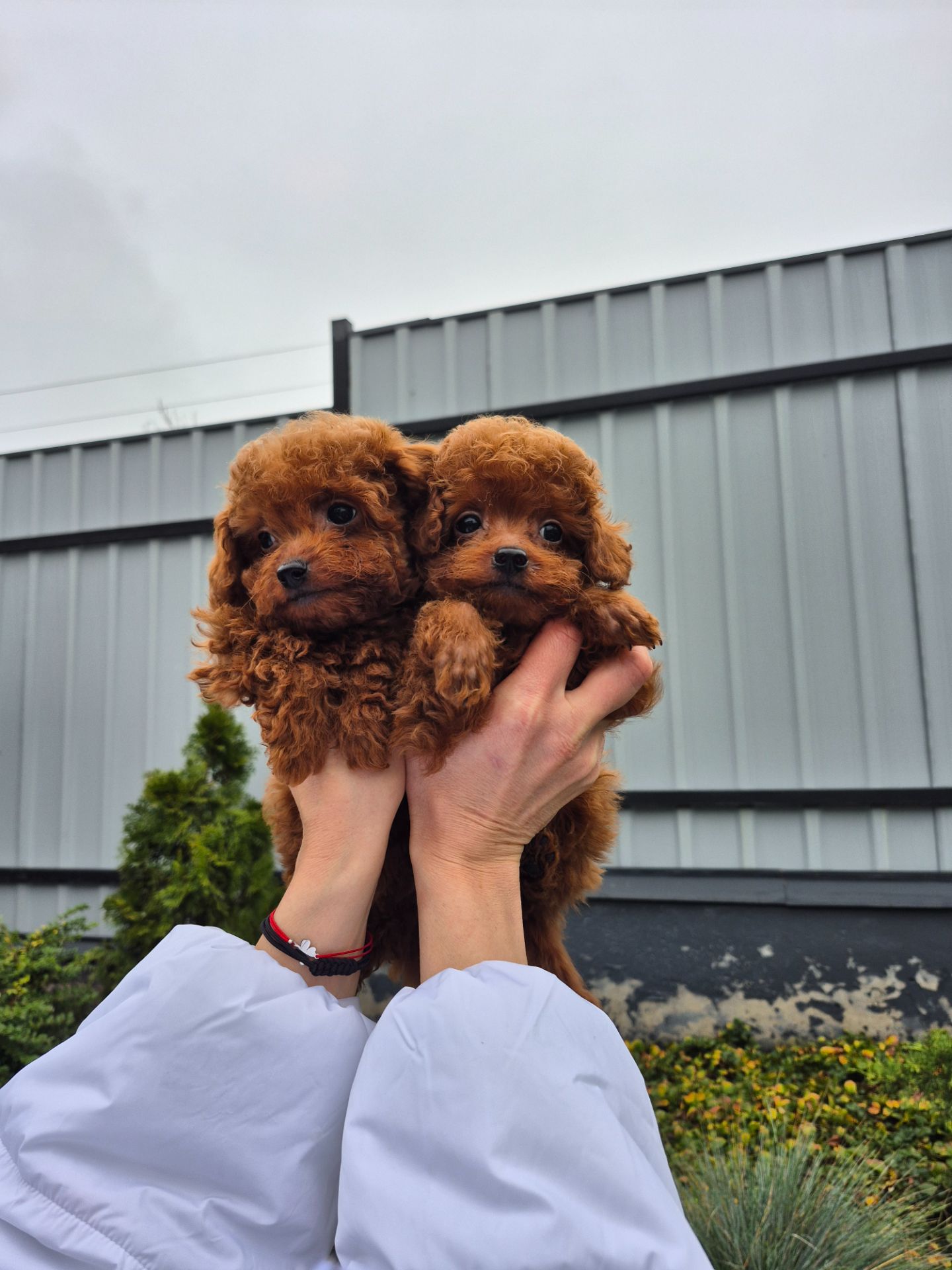 Той міні пудель