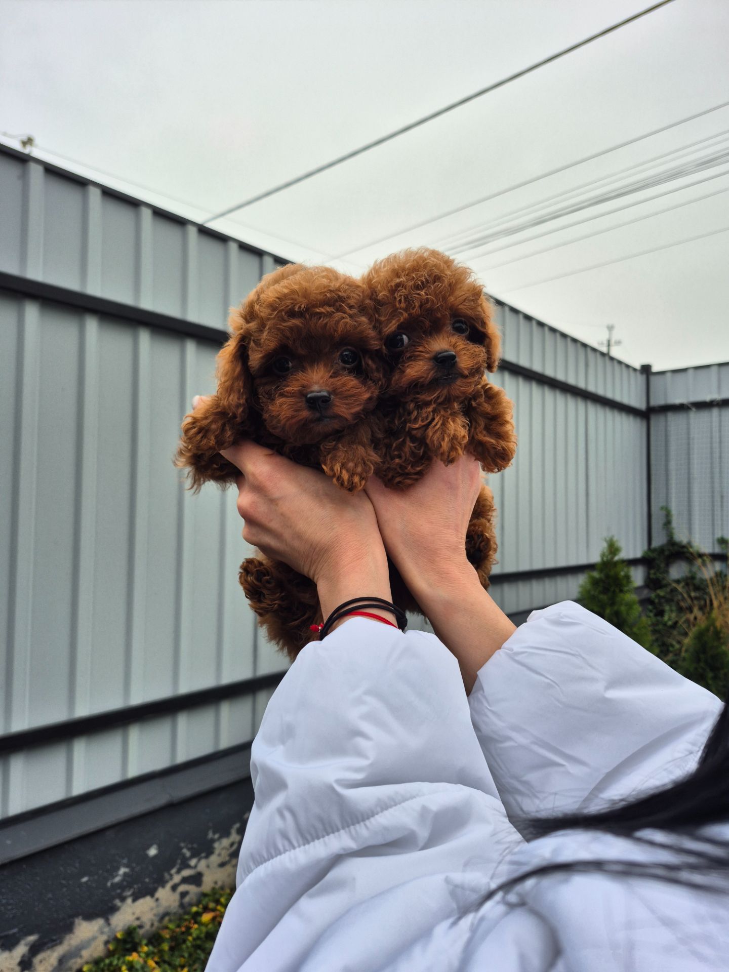 Той міні пудель