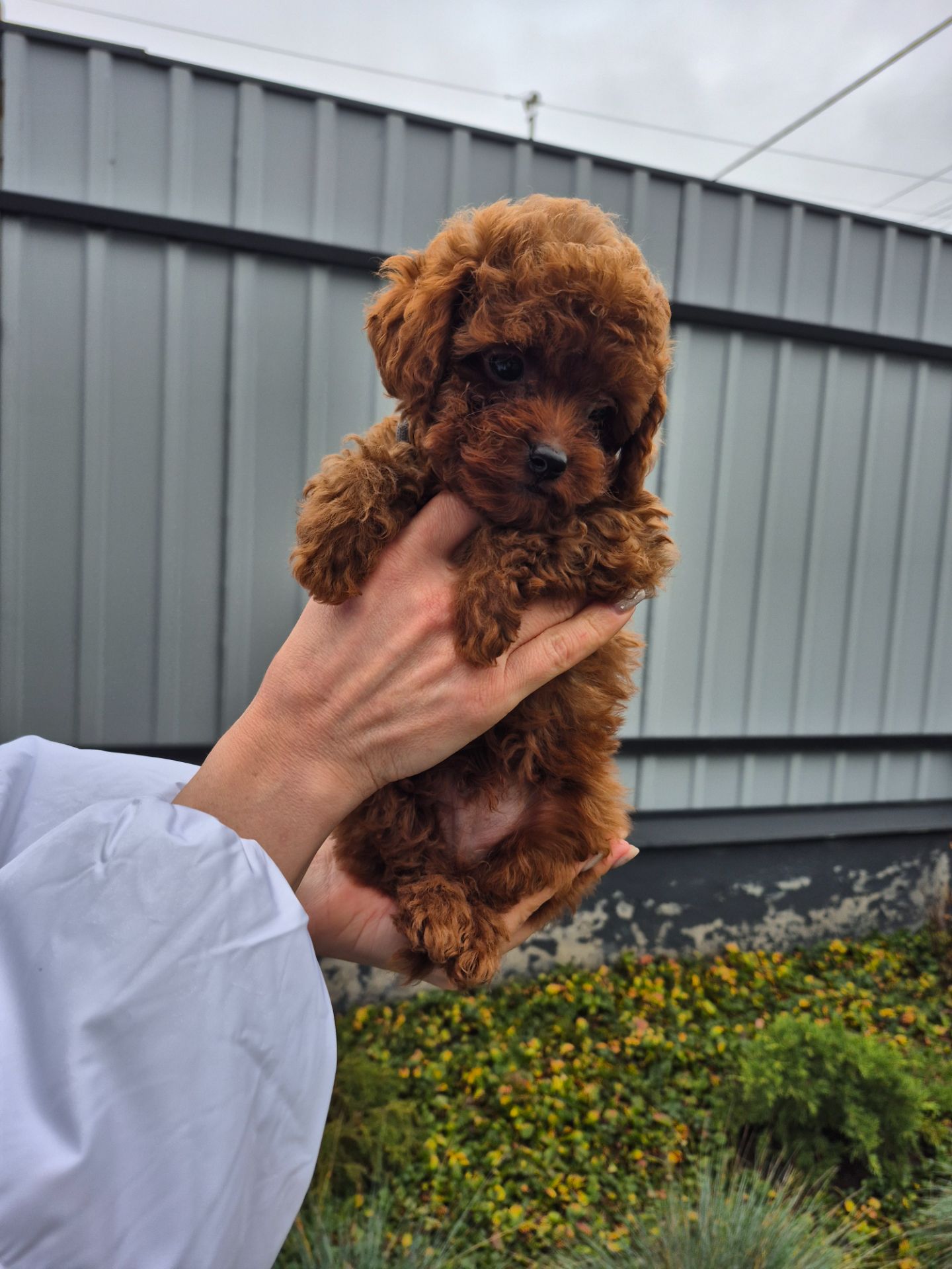 Той міні пудель