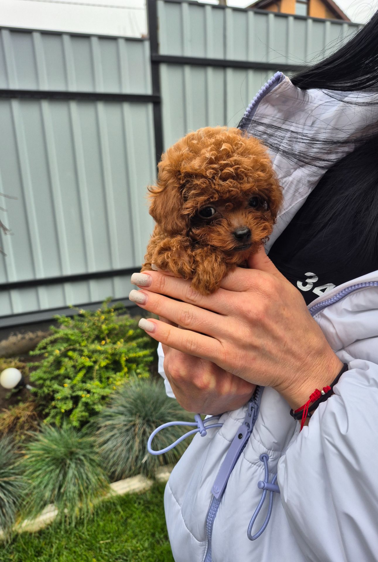 Той міні пудель