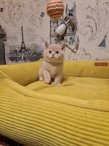 Котята шотландские крем