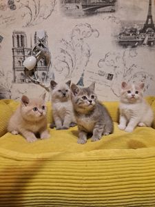 Котята шотландские крем