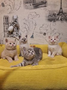 Котята шотландские крем