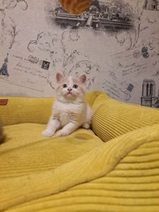 Котята шотландские крем