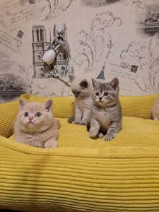 Котята шотландские крем