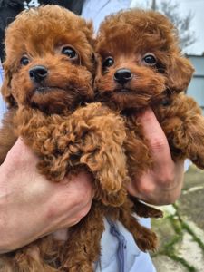 Той міні пудель