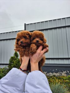 Той міні пудель