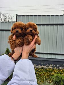 Той міні пудель