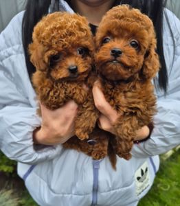 Той міні пудель