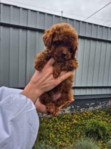 Той міні пудель