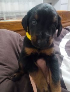 Цуценята добермана