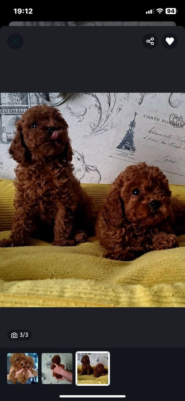 Щенки породы той пудель реб браун