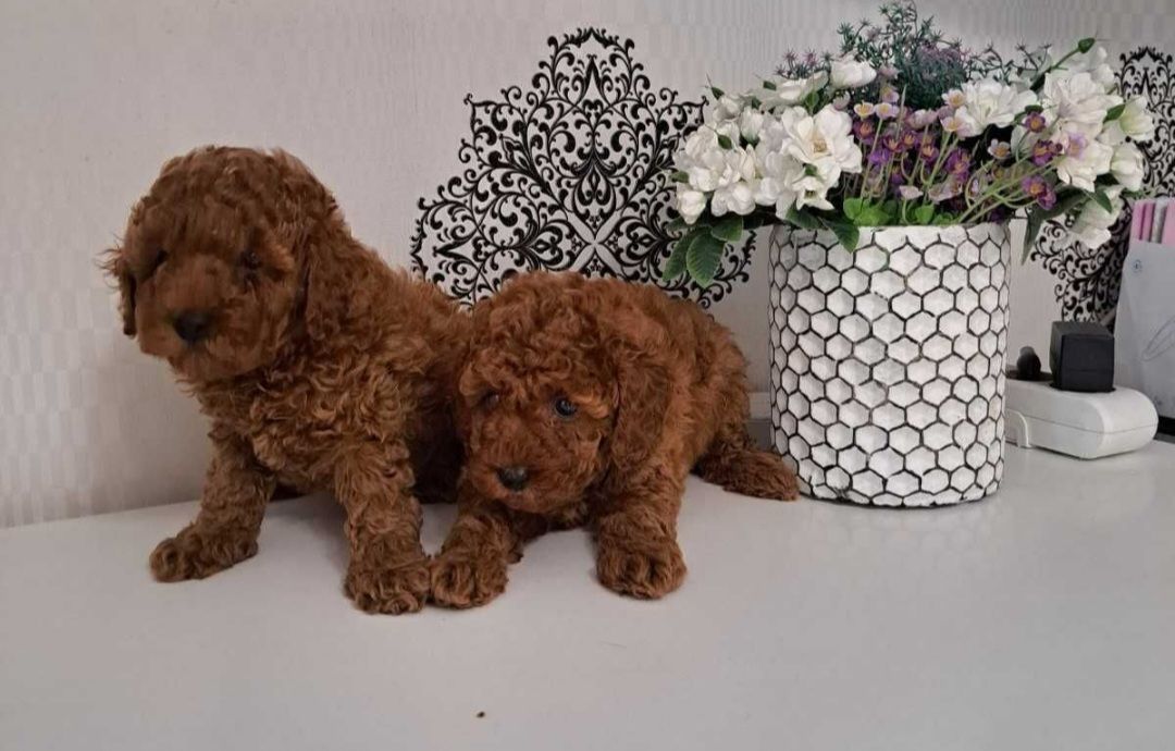 Щенки породы той пудель реб браун