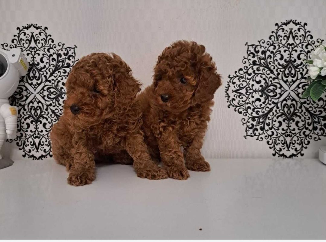 Щенки породы той пудель реб браун