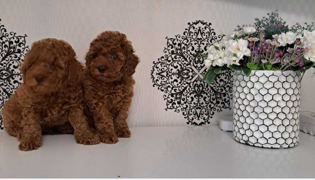 Щенки породы той пудель реб браун