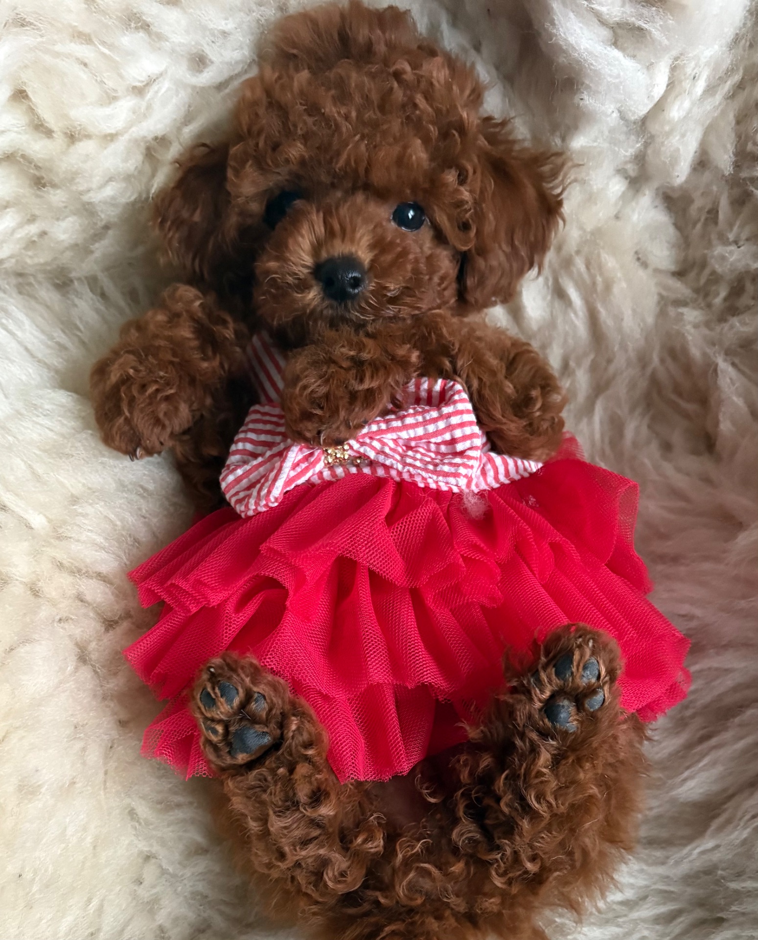 Той пудель дівчинка