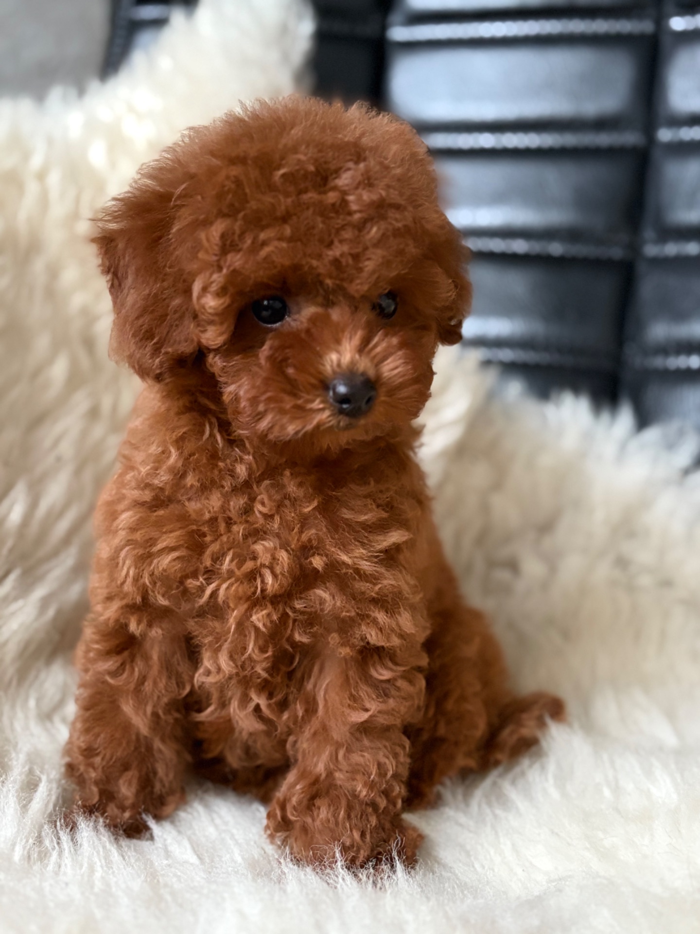 Той пудель дівчинка