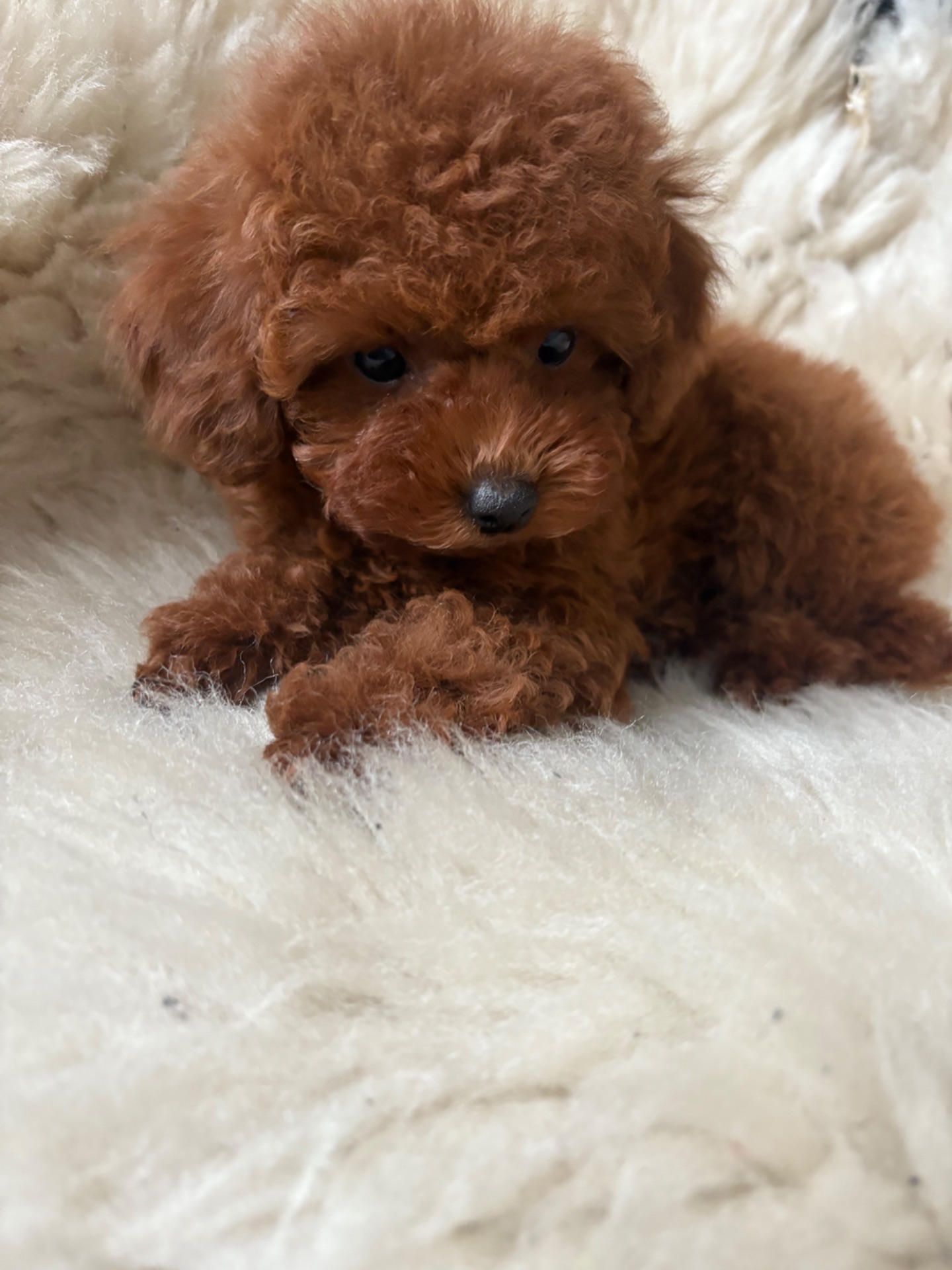 Той пудель дівчинка