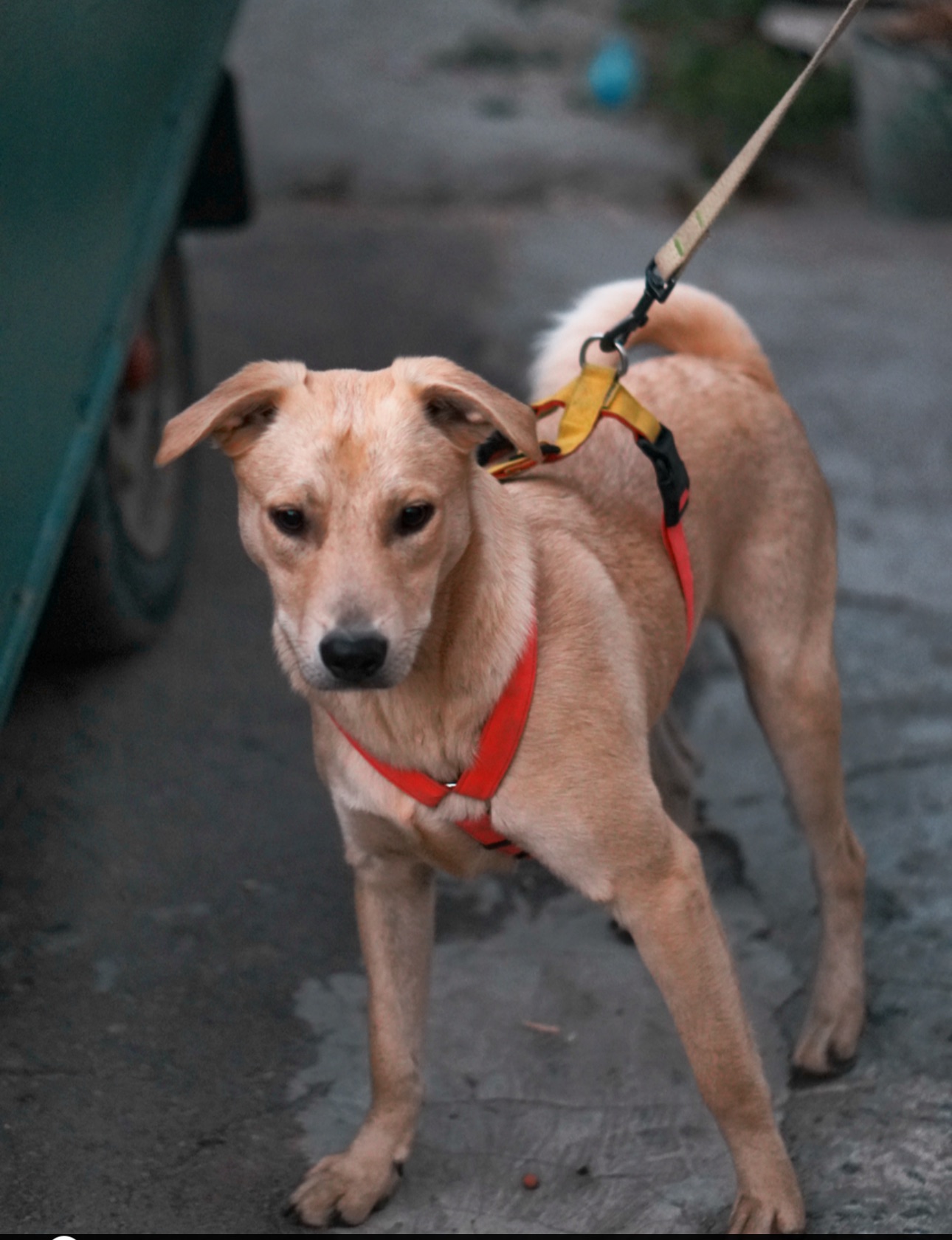 Невеличкий цуцик Майкі шукає родину!